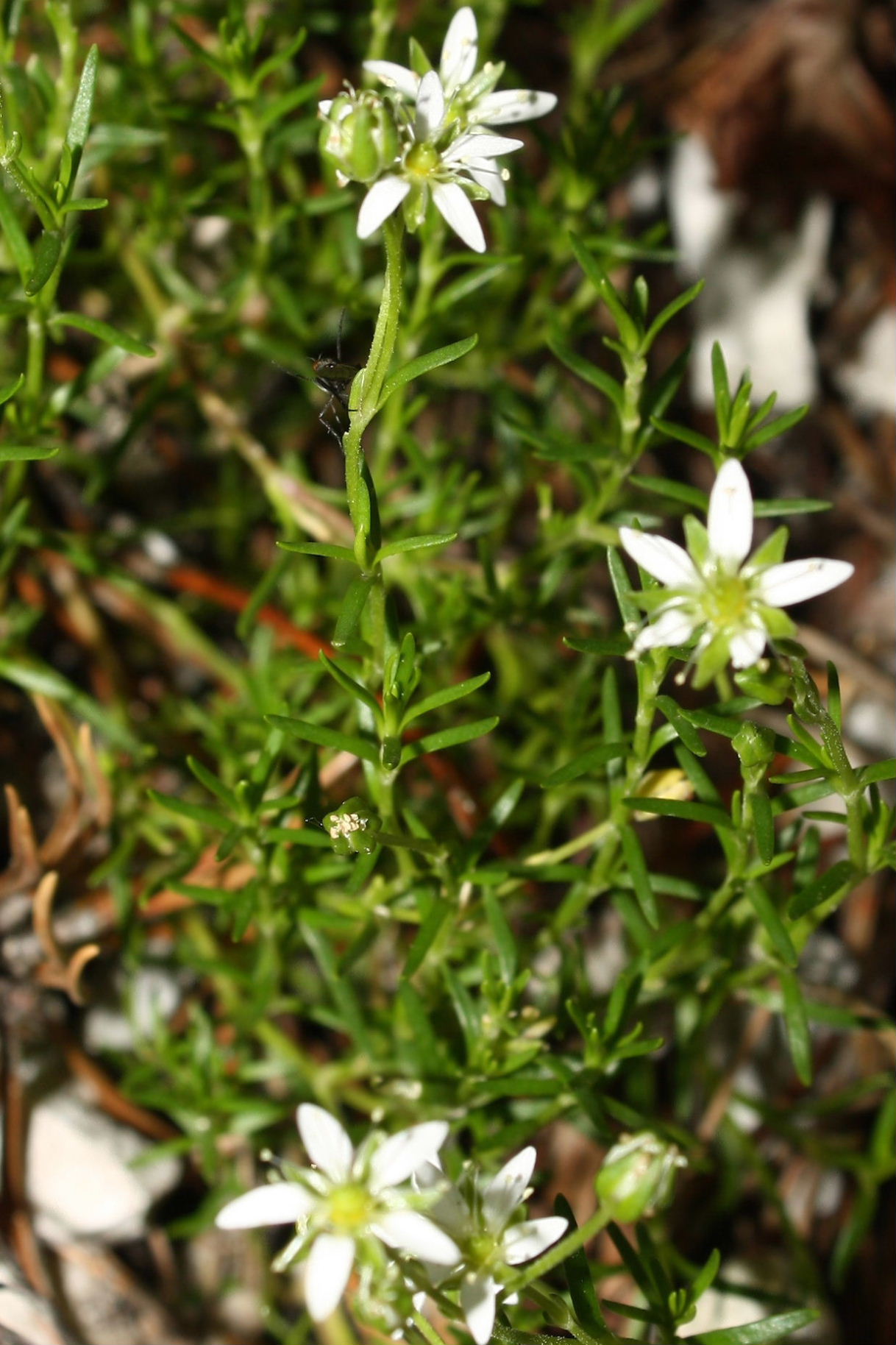 Moehringia ciliata  (Cariofillaceae)